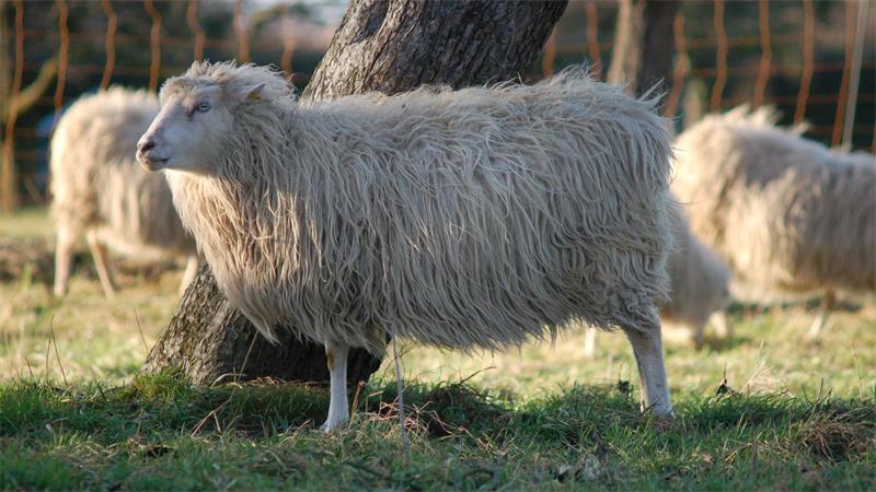 Moorschnucken sind selten geworden. Der letzte Blauzungenvirus hat auch ihren Bestand angegriffen.