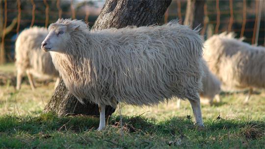 Moorschnucken sind selten geworden. Der letzte Blauzungenvirus hat auch ihren Bestand angegriffen.