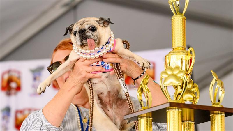 Mops-Rettungshündin Jinny Lu ist der hässlichste Hund der Welt