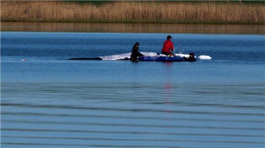 Morgendliche Routine beim Buckelwal
