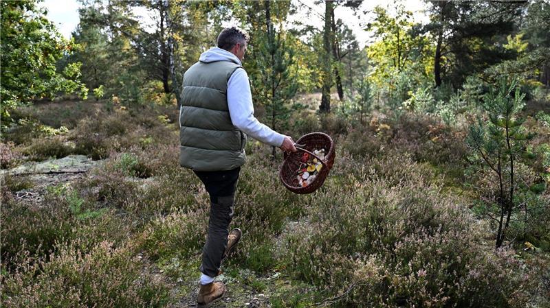 Trendhobby Pilzesammeln: Der Wald als „bullshitfreie Zone“ Moritz Schmid unterwegs in seinem Heimatwald.