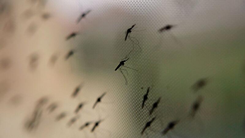 Weniger Malaria in Afrika? Moskitonetze sind ein essenzieller Schutz vor möglicherweise krankheitsübertragenden Blutsaugern.