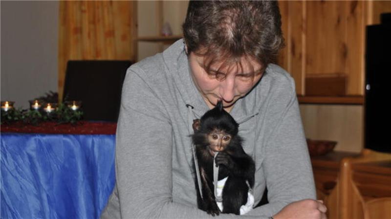 Waldzoo: Affenbaby Inge ist eine kleine Seltenheit Motte, geboren im August 2014, wurde damals von der Tierpflegerin Sendy Pauly aus der Wingst mit der Hand aufgezogen. Er lebt heute in einem Zoo in Spanien und ist dort erfolgreich in der Zucht eingesetzt.