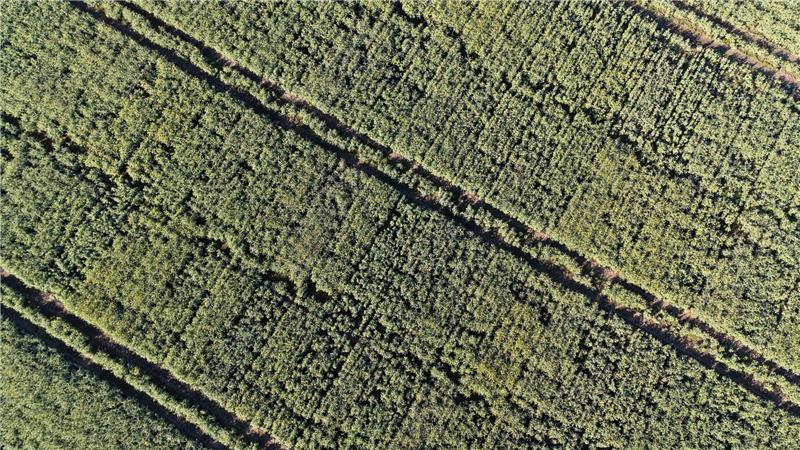 Müller bewirtschaftet 255 Hektar, davon 135 Hektar Ackerland, mit in diesem Jahr etwa 40 Hektar Raps.