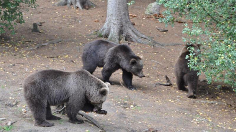 Munja, Mirka und Marka stammten aus einem Wurf und wurden 1993 im damaligen „Babyzoo“ aufgepäppelt. (Archivfoto)