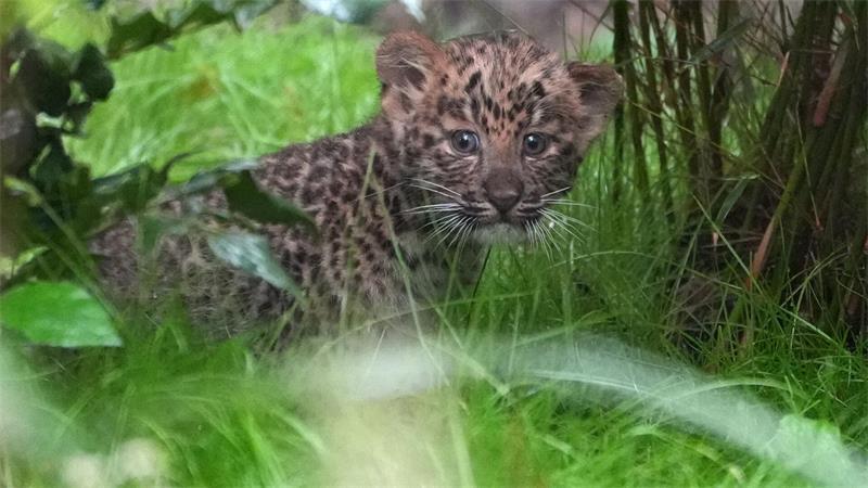 Nachwuchs in Hagenbecks Tierpark: So flauschig sind die Leoparden-Babys Mutig erkundet ein nordchinesisches Leopardenbaby das neue Gehege im Tierpark Hagenbeck.
