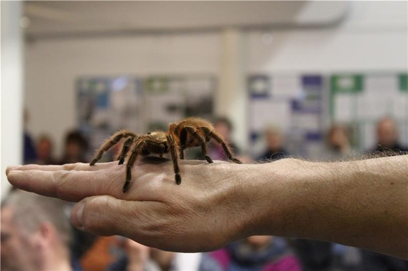 Mutige Gäste dürfen Vogelspinne Thekla sogar auf die Hand nehmen. Foto: Natureum