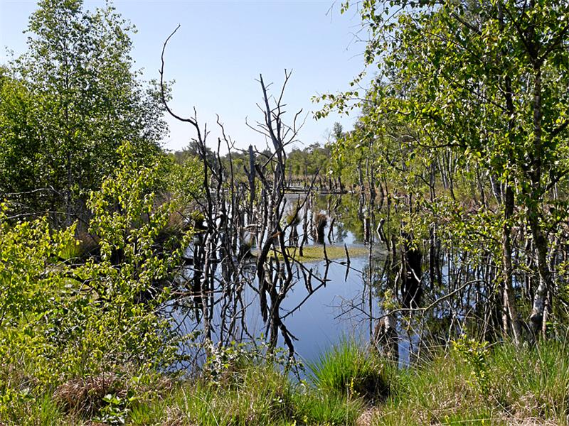 Mystisch wirken die wiedervernässten Flächen mit den Baumstümpfen . Fotos: Umland