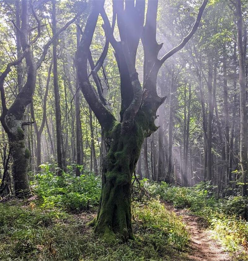 Zu Fuß von Stade nach Rom in 111 Tagen: Bettina Wiebe hat es geschafft Mystische Stimmung in den Wäldern des Casentino auf dem Weg zum Kloster la Verna.