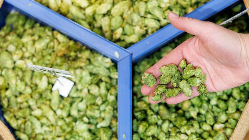 Weniger Bier und zu viel Hopfen Nach Anbaufläche gilt Deutschland als größter Hopfenproduzenten der Welt.
