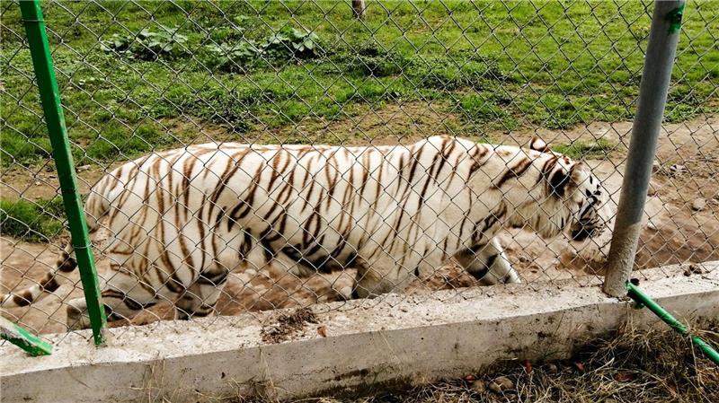 Nach Angaben der Behörden wiegte der entlaufene Tiger rund 130 Kilogramm. 