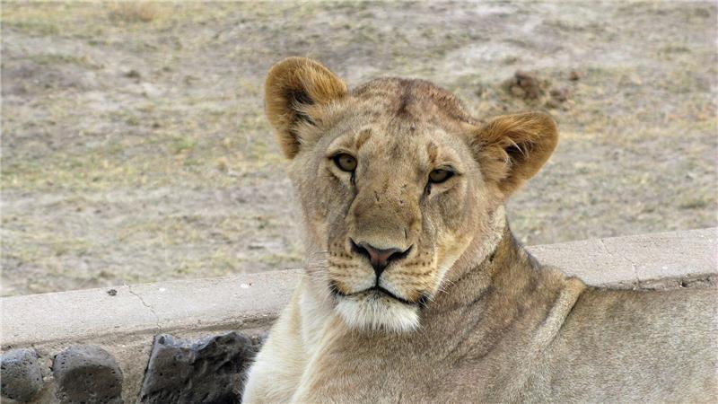 Löwin tötet 14-Jährige in Kenia Nach Angaben der Familie verschleppte eine Löwin das 14-jährige Mädchen. (Symbolbild)