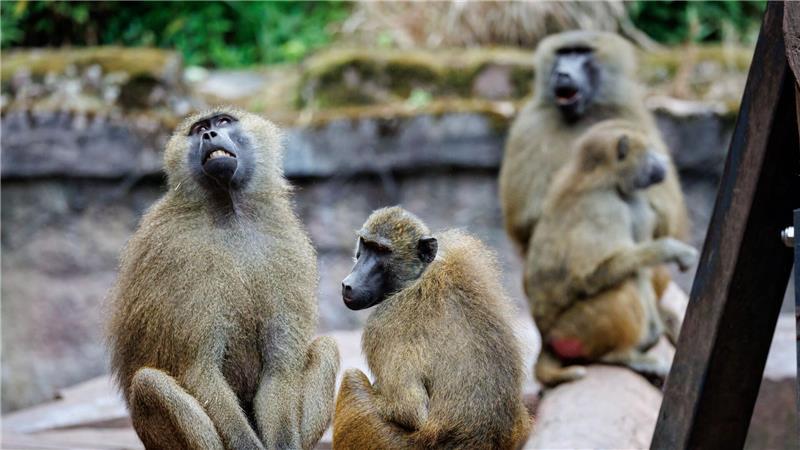 Wieso sollen Paviane im Nürnberger Tiergarten sterben? Nach Angaben des Tiergartens kommt es in der Pavian-Gruppe verstärkt zu Konflikten, bei denen sich die Tiere verletzen.