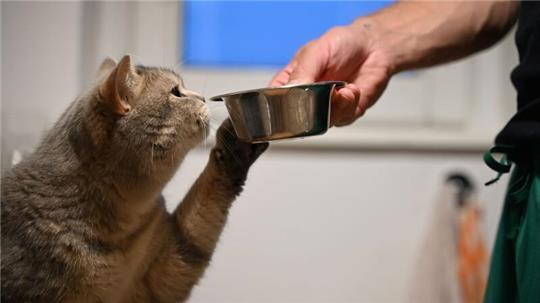 Nach Angaben des Tierheims war die inzwischen 18 Jahre alte Katze bereits im Jahr 2015 verschwunden. (Symbolbild)