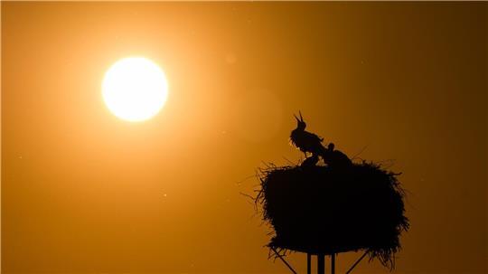 Nach Angaben des Umweltministeriums ist die Temperatur in Niedersachsen um 1,9 Grad seit 1881 angestiegen. Das zwingt die Kommunen zu mehr Hitzeplanung. (Symbolbild)