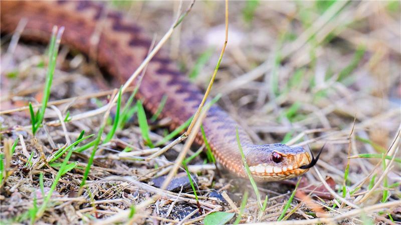 „Vorsicht Kreuzottern!“ - doch Giftschlange ist auch bedroht Nach Bissen der Giftschlange ist häufig eine Schwellung zu beobachten.