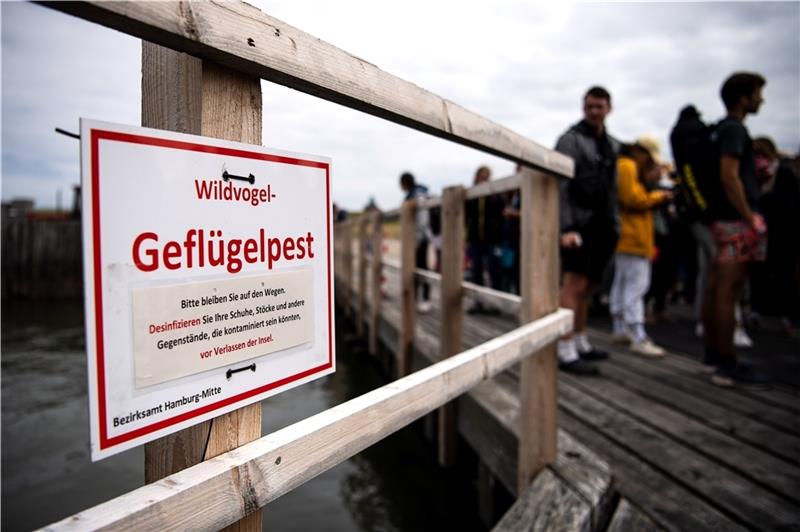 Veterinäramt warnt vor Geflügelpest-Ausbruch Nach Einschätzung von Experten stellt die Vogelgrippe eine Bedrohung für Seevögel dar. Foto: dpa