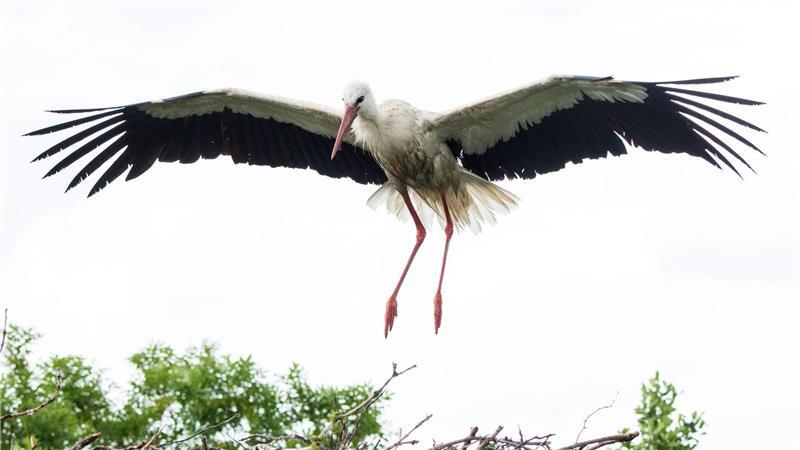 Nach Fiete ist nun auch Jette (nicht im Bild) wieder da. Das Paar kann über eine Webcam Tag und Nacht beobachtet werden. (Archivbild)
