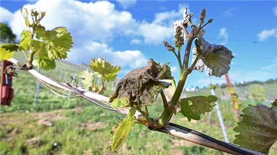 Nach Frostnächten fürchten Winzer und Obstbauern Ernteausfälle.