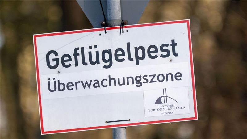 Vogelgrippe breitet sich aus – Tausende Kraniche verendet Nach Vogelgrippe-Ausbrüchen in zwei Geflügelhaltungen in Vorpommern mussten rund 150.000 Tiere gekeult werden. (Archivbild)