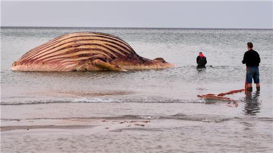 Nach Wochen des Wartens haben die Arbeiten an dem Wal-Kadaver auf der Insel Anholt begonnen. 