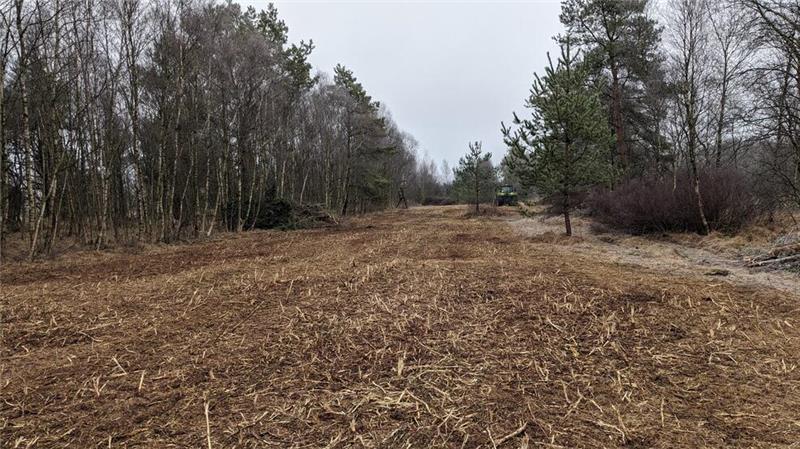 Wie ein ehemaliges Feuchtgebiet wiederbelebt wird Nach dem Abräumen des Mulchgutes kann wieder Luft und Licht an den Boden und es werden optimale Bedingungen für ein Aufkommen typischer Wiesenpflanzenarten geschaffen.
