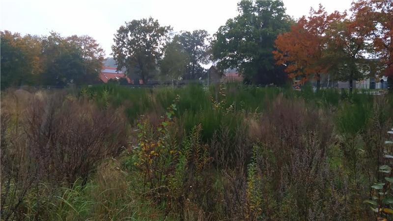 Nach dem Abriss der Niedersachsenschänke wurde das Gelände im Laufe der Zeit völlig überwuchert.