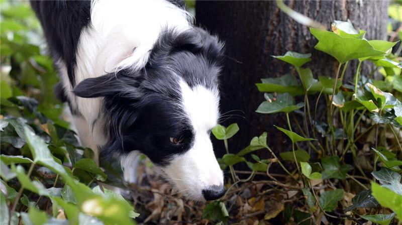 Nach dem Angriff auf zwei Kinder im Kreis Cuxhaven ermittelt die Polizei gegen den Hundehalter (Symbolbild).