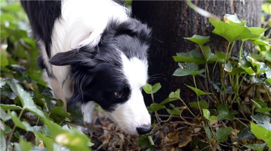 Nach dem Angriff auf zwei Kinder im Kreis Cuxhaven ermittelt die Polizei gegen den Hundehalter (Symbolbild).