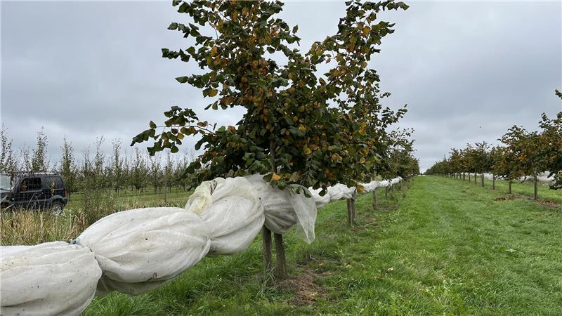 Altländerin ist Pionierin beim Haselnussanbau – Manufaktur eröffnet Nach dem Aufsammeln werden die Erntenetze in der Haselnuss-Plantage eingerollt.