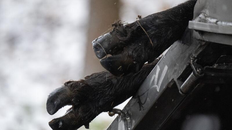 Nach dem Ausbruch der Maul- und Klauenseuche in Brandenburg sind auch niedersächsische Tierhalter zur Vorsicht aufgerufen.