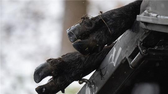 Nach dem Ausbruch der Maul- und Klauenseuche in Brandenburg sind auch niedersächsische Tierhalter zur Vorsicht aufgerufen.
