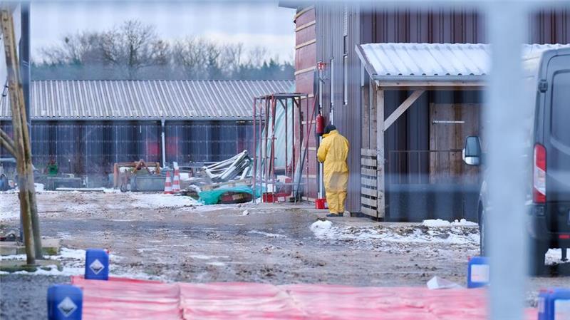 Landwirte in Sorge: Wie groß ist das Ausmaß der Maul- und Klauenseuche? Nach dem Ausbruch der Maul- und Klauenseuche wurden rund 170 Schweine vorsorglich getötet. Der Tierbestand lag in der Nähe des infizierten Wasserbüffel-Herde.