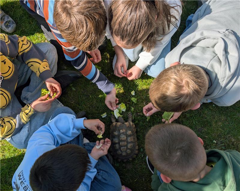 Nach dem Mittagessen ist Fütterungszeit für die Schildkröten.