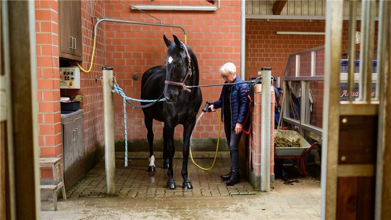 Nach dem Training auf dem Unterwasserlaufband werden die Pferde mit Kamillosan abgeduscht - zur Desinfektion und zum Schutz.