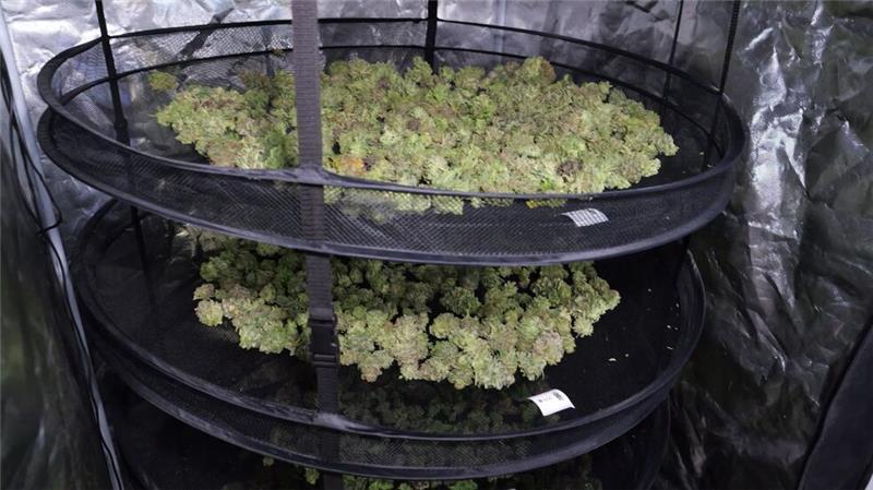Nach dem Trocknen wird das Cannabis in Beutel verpackt und ab Anfang November an die Mitglieder ausgegeben. 