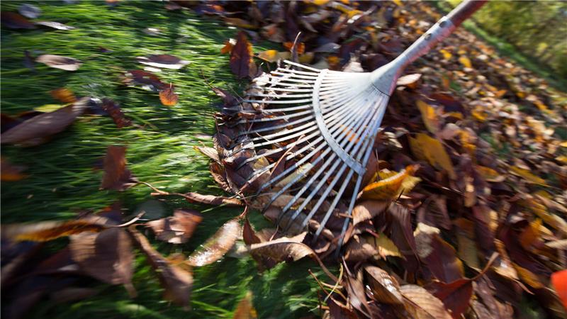 Ein guter Start für den Rasen - in vier Schritten Nach dem Winter sollten als erstes Herbstlaub und trockene Stöckchen vom Rasen gesammelt werden.