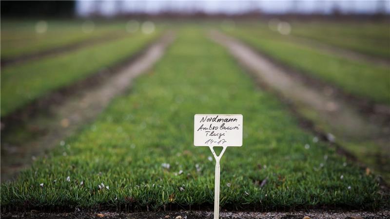 Drohnen scannen Weihnachtsbäume: Wie KI den Anbau revolutioniert Nach dem ersten Sommer in der Baumschule ist noch kaum zu erkennen, dass dort Nordmanntannen heranwachsen, die in einigen Jahren die Wohnzimmer der Menschen in Schleswig-Holstein mit weihnachtlichem Glanz schmücken werden.