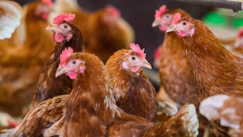 Nach dem jüngsten Geflügelpest-Ausbruch im Landkreis Cloppenburg trifft es nun auch den Landkreis Diepholz. (Symbolbild)