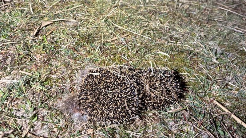 Ein toter Igel liegt auf dem Gras.
