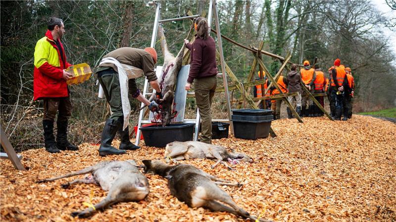 Nach der Drückjagd werden 20 Rehe und 2 Hasen ausgenommen, bei den Rehen werden stichprobenartig Blutproben genommen. (Archivbild)