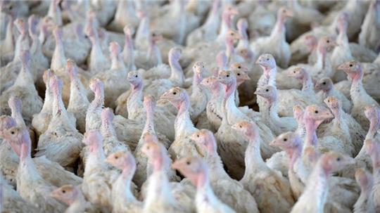 Nach der Feststellung der Geflügelpest in einem Putenstall im Landkreis Cloppenburg mussten die Tiere getötet werden. (Symbolfoto)