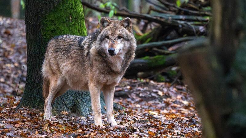Nach der Paarungszeit im Winter kommen die Wolfswelpen Ende April, Anfang Mai auf die Welt.