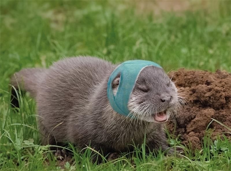 Nach der Zahn-OP kann „Störtebeker“ wieder kraftvoll zubeißen. Foto: Wildpark