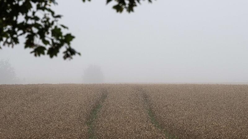 Schwache Ernte beim Wintergetreide Nach der schwachen Ernte bleibt für viele Bauern die Frage, was finanziell am Ende übrig bleibt. (Archivfoto)