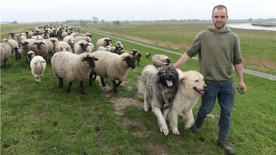 Nach der zweiten Saison ist Schluss auf Krautsand: Schäfer Daniel Reuscher verlässt die Elbhalbinsel mit seiner Herde und den Hunden im November.