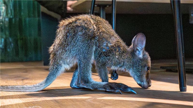 Känguru-Baby im Pulli - Tierpark-Chefin als Ersatz-Mama Nach ein paar Hopsern versteckt sich Elli wieder im Pullover.