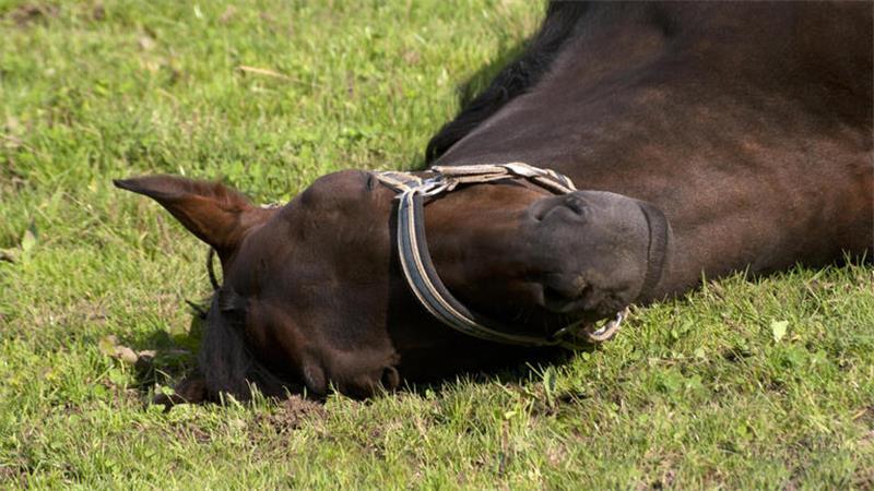 Pferd liegt auf einer Wiese.