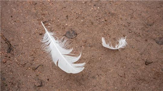 Nach einem Verdacht auf Vogelgrippe werden in einem Betrieb in Ostercappeln mehrere Tiere getötet. (Symbolbild)
