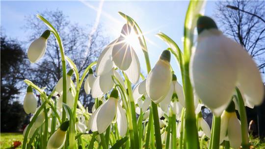 Nach einem kalten Winter zeigen sich an der Alster die ersten Anzeichen des Frühlings. 